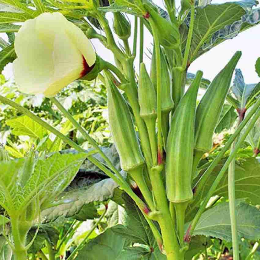 JIGNISHA SEEDS Organic Ladyfinger (Bhindi ke beej) Seeds | Desi Organic Vegetable Seeds | Easy To Grow Seeds | For Planting In Pots and Patio | Rainy Season Vegetable Seeds | Pack Of 25 (B0CLYCBJB1) Amazon Price History, Amazon Price Tracker