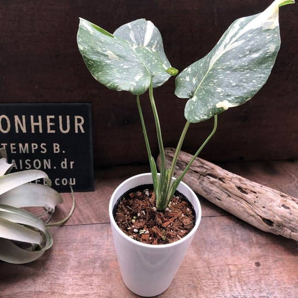 Amazon｜斑入りモンステラ 立派な観葉植物｜観葉植物 オンライン通販