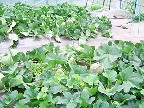 Amazon.co.jp: 北海道夕張産 夕張メロン5玉（共撰・優品・8kg） : 食品