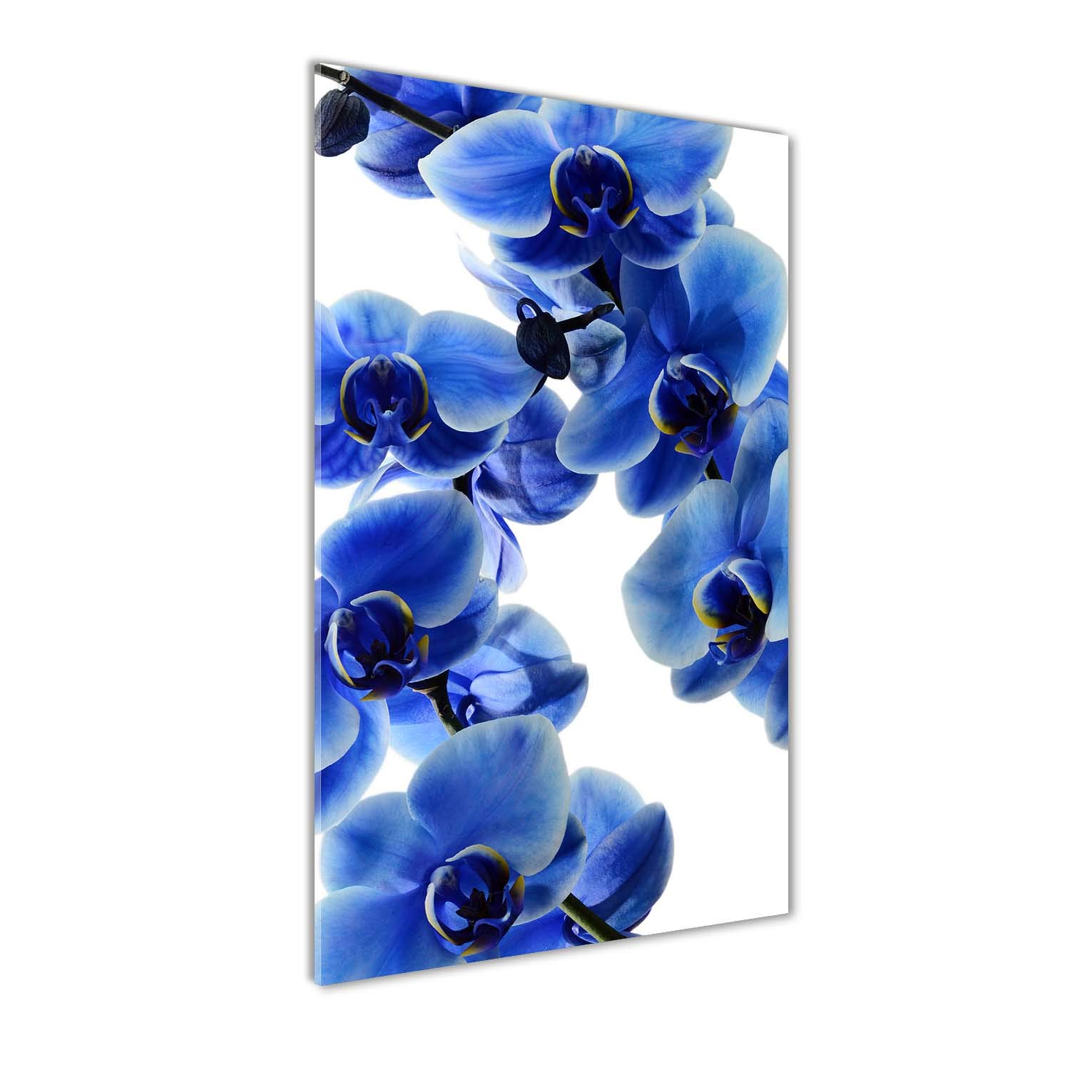 Impression sur verre orchidée bleue pour décoration cuisine et salon