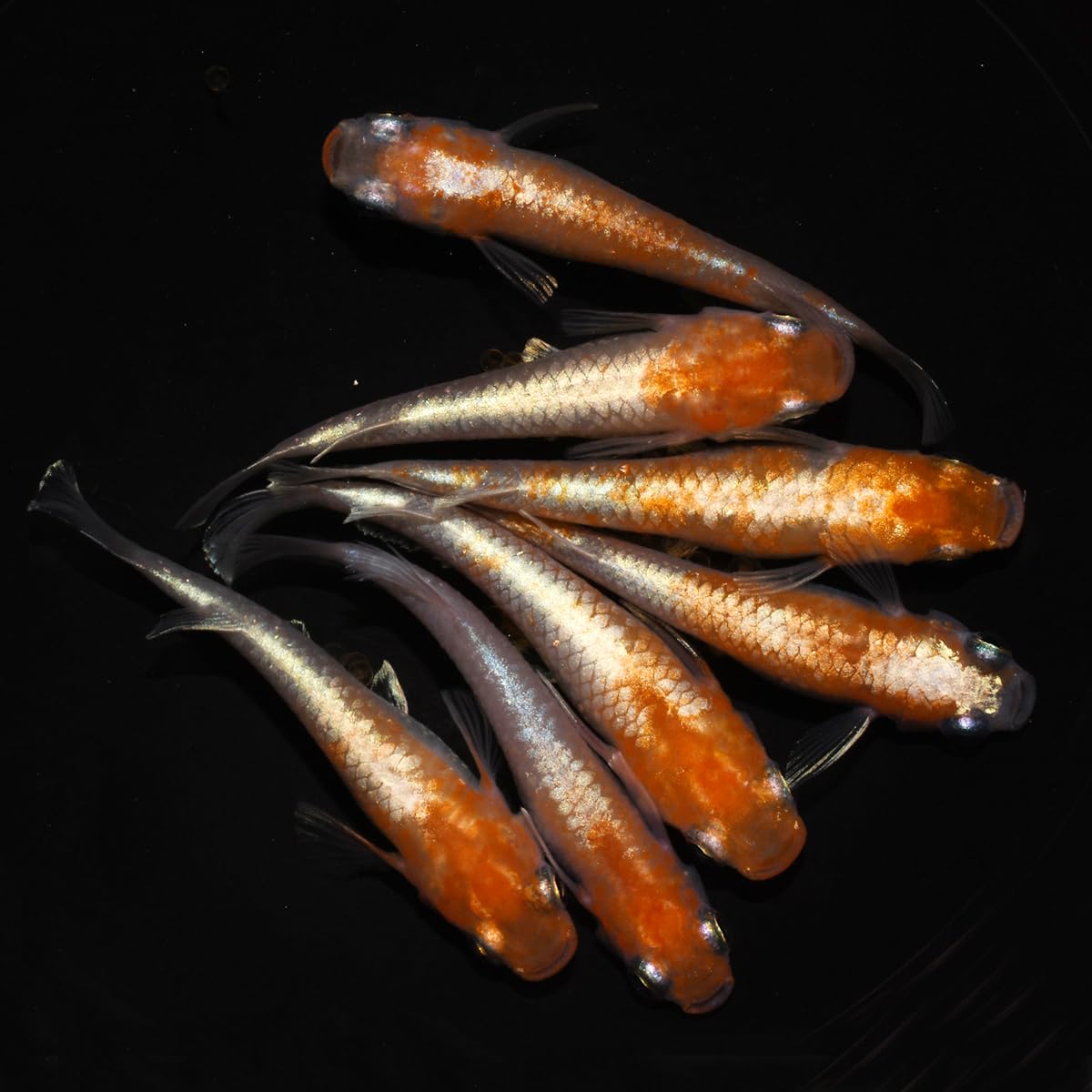 Amazon.co.jp: 【 餌 おまけ付き 】ラメ 高級 メダカ 生体 稚魚 