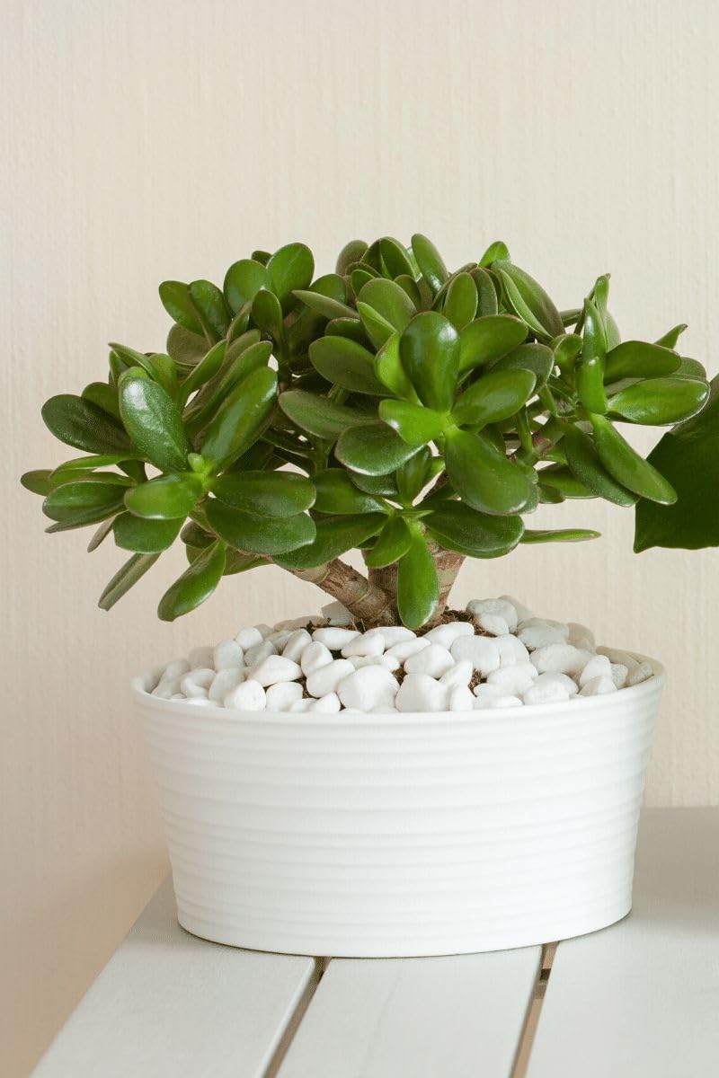 Jade plant live thick stem crassula ovata succulent ideal for decorative indoor garden pots balcony ledges and terrace planters pack of 1-image-38