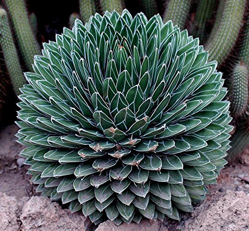 Agave Species Mix 25+ Seeds : Amazon.ca: Patio, Lawn & Garden