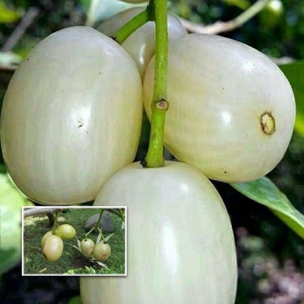Bahan Traders Rare Thai White Jamun fruit Plant, Jamun Tree Rare White Jam 1 Live Grafted Safed Jamun Fruit Plant for Outdoor Garden (Size- 1.5 to 2 feet) (B0DF5WSC2N) Amazon Price History, Amazon Price Tracker