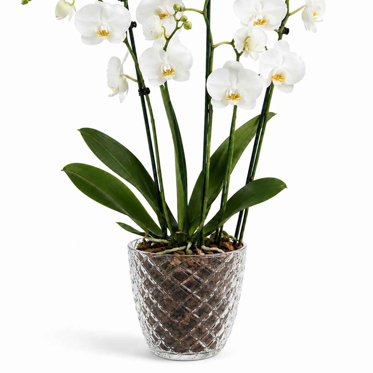alqua 18cm Orchid Pot with Drainage Hole and Saucer, Frosted Crystal-Cut Plastic Plant Pot for Orchids, 3L Indoor Flower Pots for Phalaenopsis, Peace Lily and Houseplants