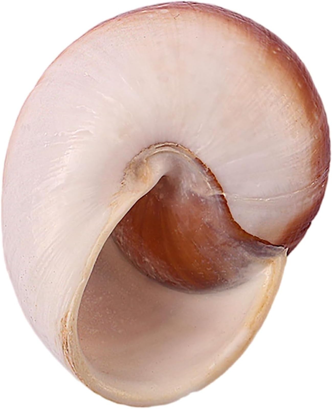 muszla trąbkowa, Muszle plażowe, naturalna muszla, małe i średnie muszle kraba pustelnika Naturalna