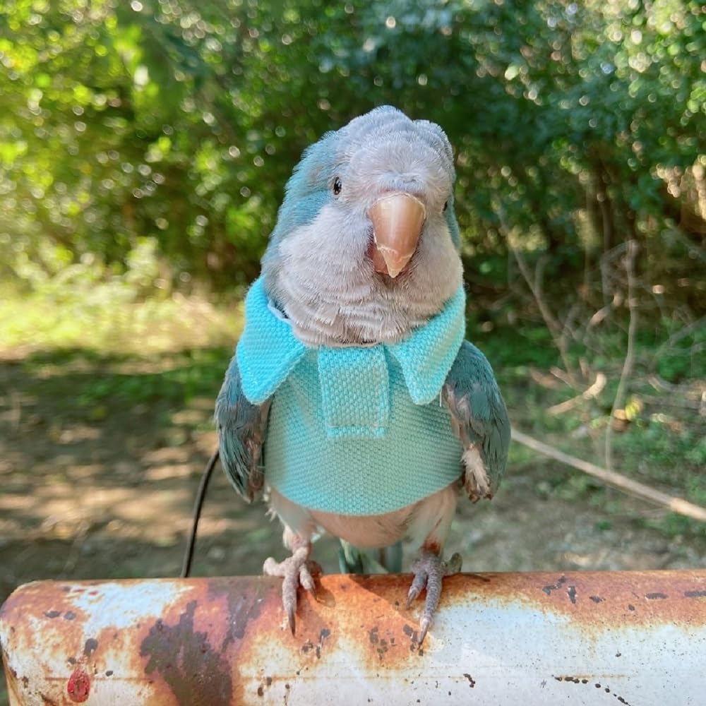 Parrot Bird Supplies, Light Flying Clothes, Warm and Comfortable, Tiger Skin, Green Cheek Parrot, Little Sun Parrot, Monk Parrot, Starling, mynah, Senegal Parrot, mini Macaw Sweater (L)