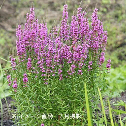 Amazon.co.jp: ミソハギ 素掘り苗5株 湿地性多年草/ビオトープ/禊萩