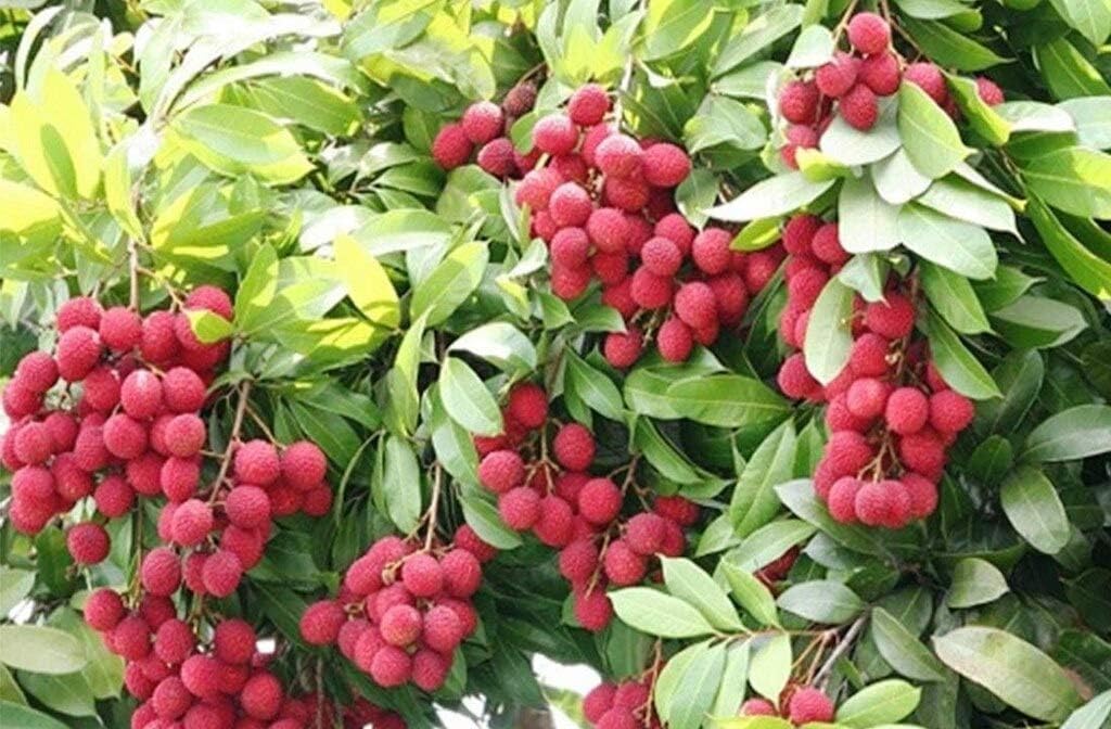 LITCHI FRUIT PLANT (PACK OF 2) GRAFTED - Fruit Tree - Live Outdoor Garden Plant (B0CW3SKCPK) Amazon Price History, Amazon Price Tracker