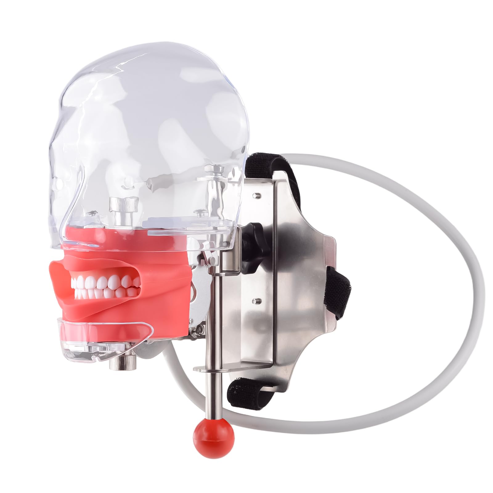 Cabeza de maniquí de simulador dental con 28 dientes extraíbles, modelo de cabeza fantasma para entrenamiento clínico, práctica de Typodont y laboratorios de simulación