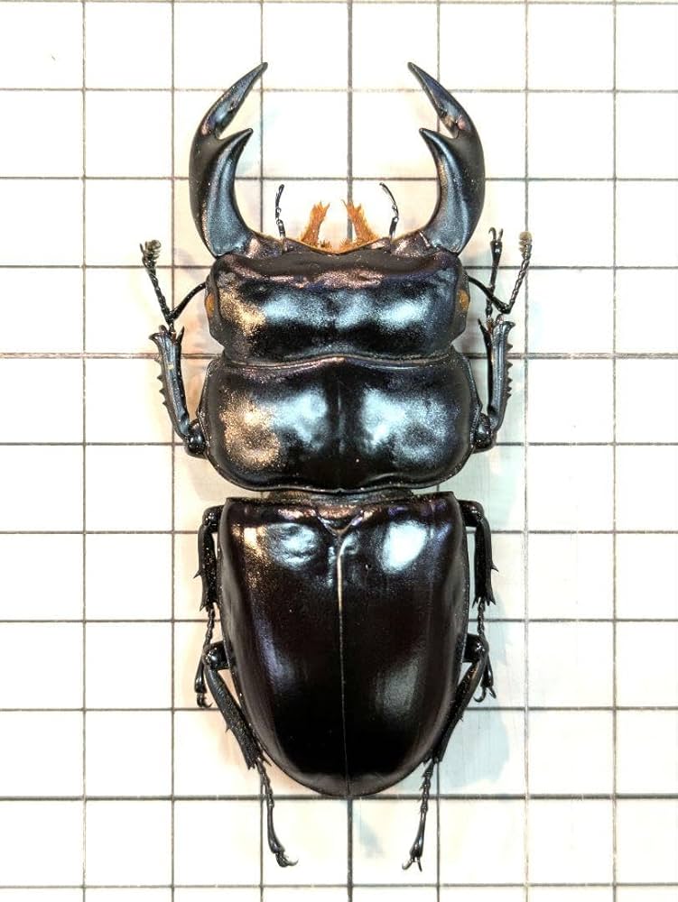 昆虫標本 特大インドアンタエウスオオクワ89mm Amazon.co.jp: インドアンタエウス 81.6㎜ ラベル付 標本