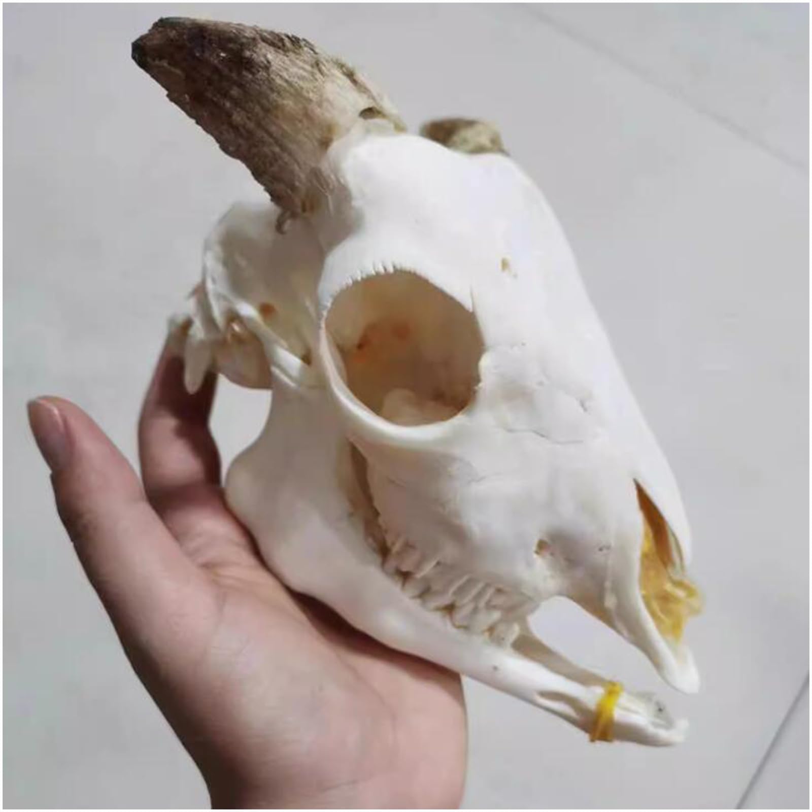 ヤギ　頭蓋骨　標本　山羊　頭骨 Amazon.co.jp: ヤギの頭蓋骨教育用動物標本モデル - 動物の羊の骨格骨