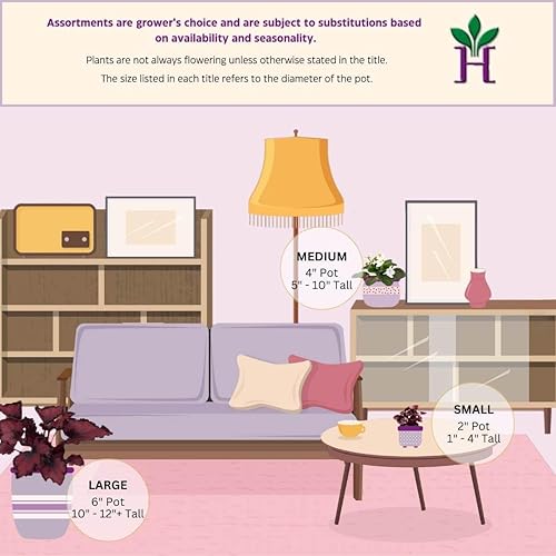 Miniatura 4 de BubbleBlooms Harmony's Begonia Rex surtido, colores cálidos de verano en una maceta de 4 pulgadas, juego de 5