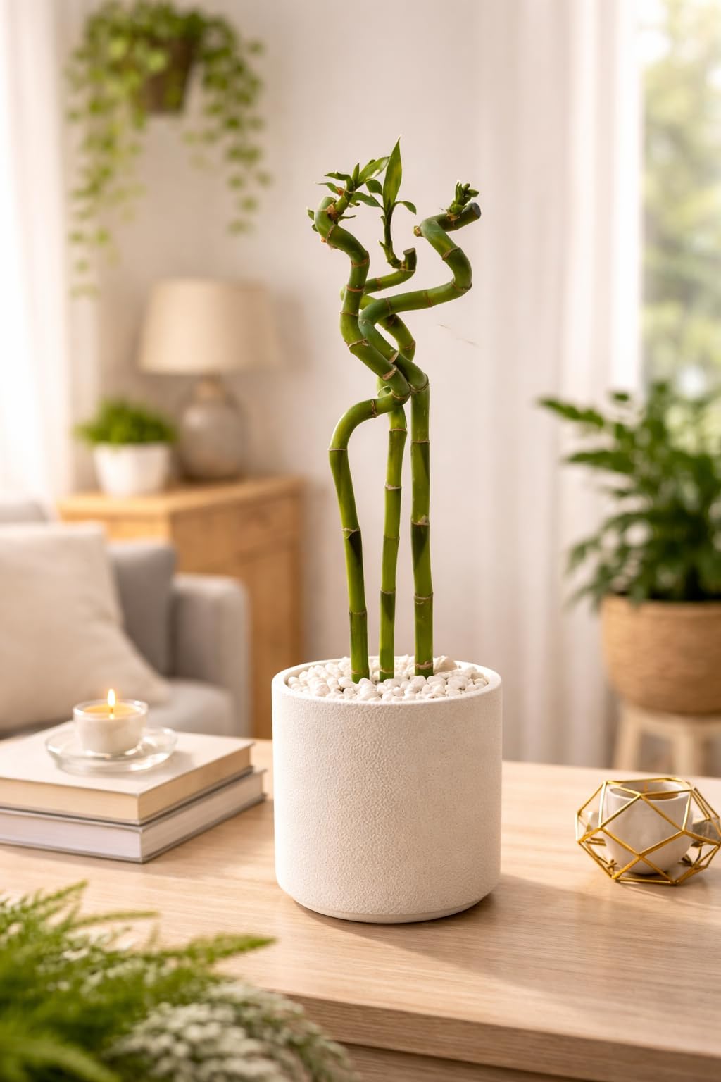 VANDAS Lucky Bamboo – Dracaena Sanderiana | Bamboo della Fortuna | Pianta Ornamentale Coltivabile in Acqua | Vari Steli e Altezze (3, 60 Cm)