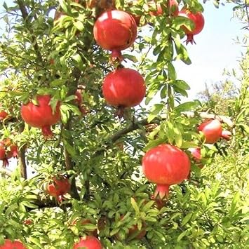 Pomegranate Punica granatum Sweet Super-Sweet Pomegranate Tree