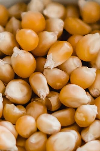 Miniatura 4 de Palomitas de maíz sabor hongos Amish Country, Bolsa Grande de 6lb