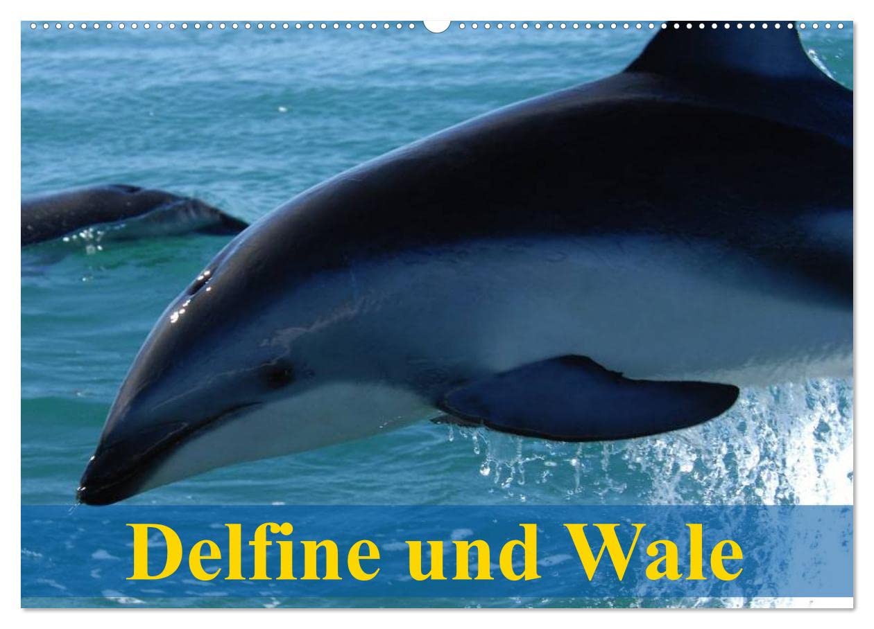 Delfine und Wale (Wandkalender 2026 DIN A2 quer), CALVENDO Monatskalender: Kluge Köpfe und Giganten der Meere (CALVENDO Tiere)