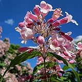 Perlmuttstrauch Kolkwitzia amabilis Pink Cloud, rosa duftende Blüten ca. 30-40 cm, im 3 Liter Topfballen
