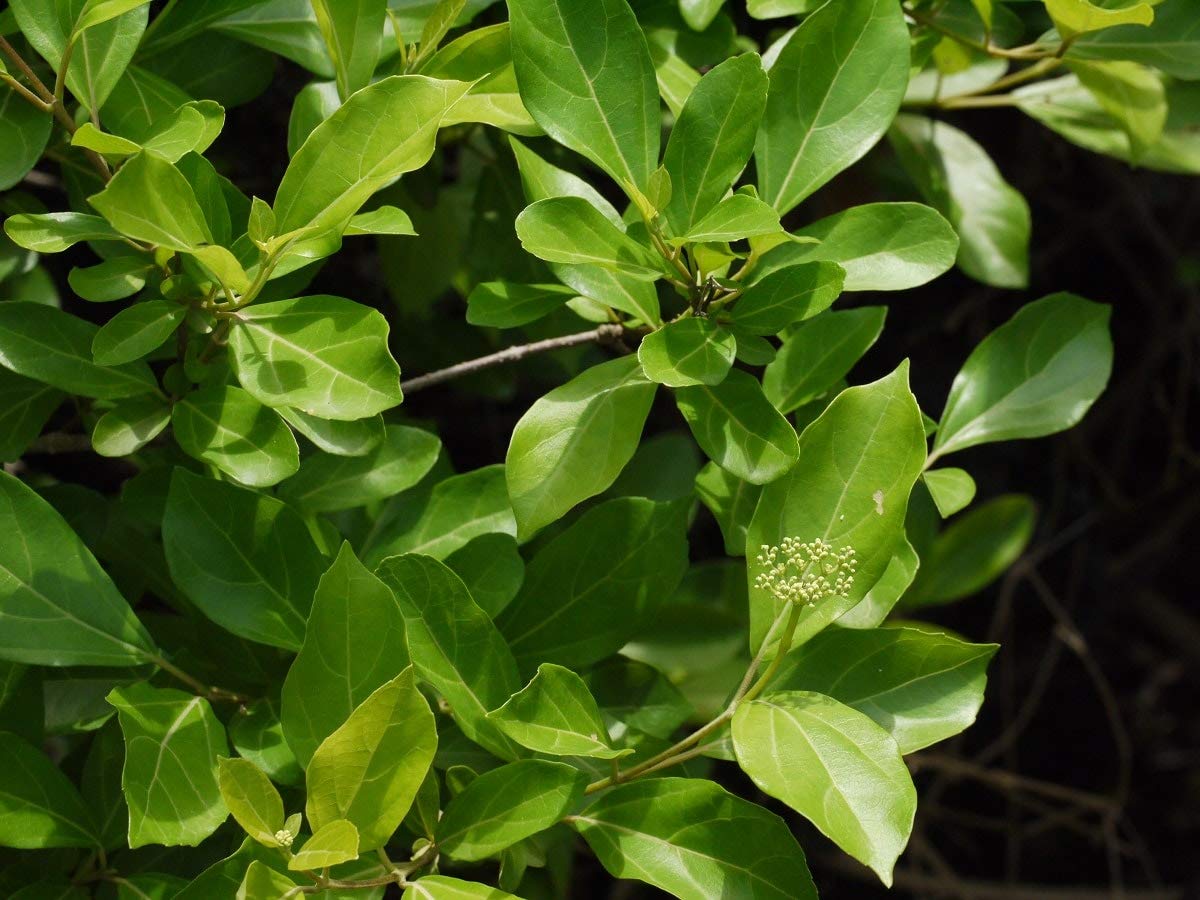 See full amazon price history chart for Kapebonavista® Agnimantha Premna Integrifolia Headache Tree Brihad Agnimantha Agathu Arni Ganiyaar Agethu Agnimantha Vatghani Shreeparn Agnimantha, Vatghani, Shreeparn Living Plant Kapebonavista® Agnimantha Premna Integrifolia Headache Tree Brihad Agnimantha Agathu Arni Ganiyaar Agethu Agnimantha Vatghani Shreeparn Agnimantha, Vatghani, Shreeparn Living Plant (B07VPTST2X) Amazon Price History, Amazon Price Tracker