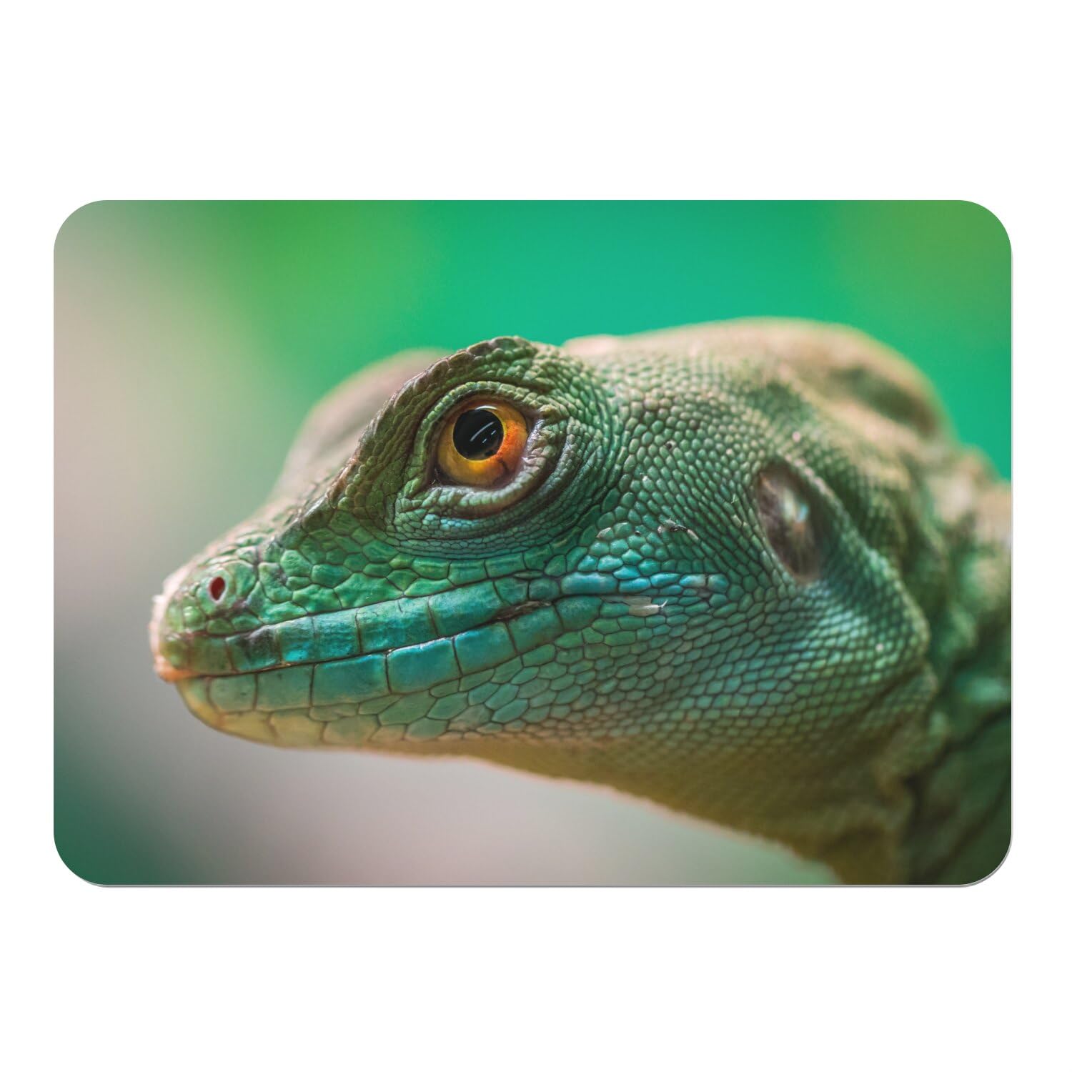Sets de table en liège motif lézard vert pour des repas chaleureux en famille
