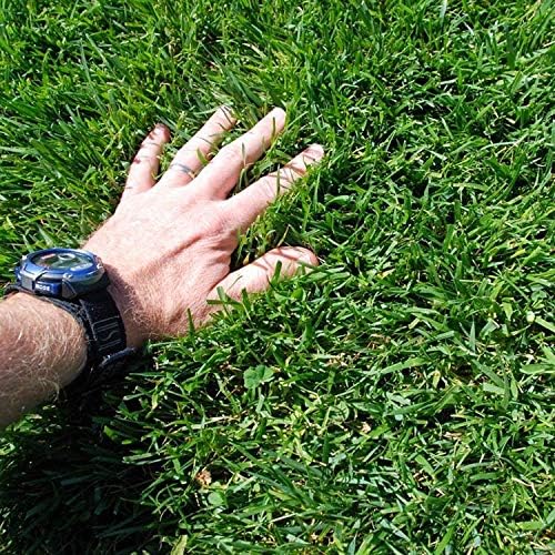 Miniatura 4 de Outsidepride Combat Extreme Turf Type Fescue - Mezcla de semillas de césped para zona de transición, 25 libras