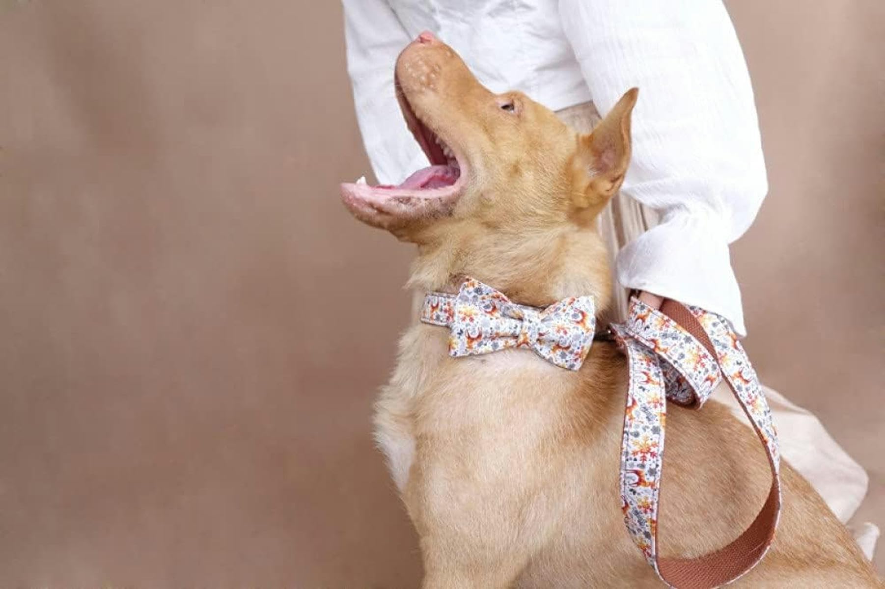 personalisiertes Halsband, verstellbare Hundehalsbänder, Leinen, 5 Größen - Fliege, Halsband, Leine - XL