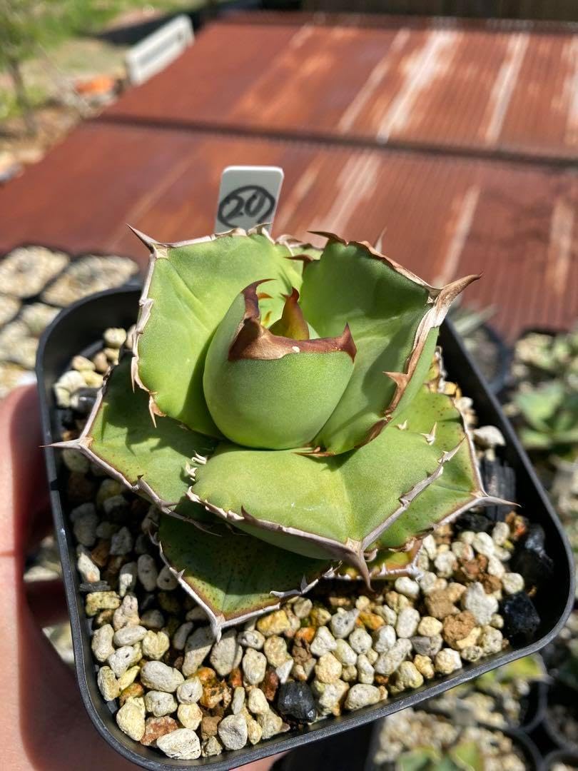 オテロイ 実生 20 アガベ オテロイ 実生 hp 101 オアハカオテロ