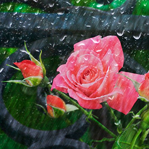 Brief Rain Shower - Single by Ambiance on Amazon Prime Music