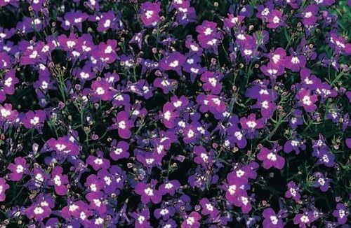 Just Seed - Flower - Lobelia Bedding - Sapphire - 5000 Seed - Annual