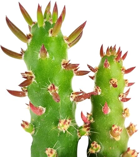 SUCCULENTS BOX  Colección única de plantas de cactus vivas, cactus de aguja de Eve (2 pulgadas), seleccionadas a mano, variedades raras para regalo