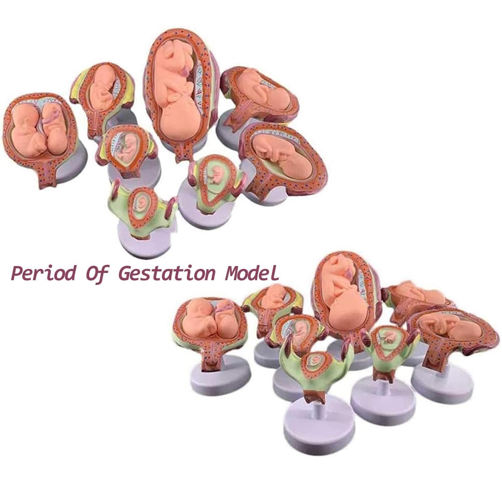 HEQIM Fetal Development Model, 8-Piece Pregnancy Model, Human Embryo/Fetus Developing in Utero, with Removable Parts, for Teaching, Training, Research and Practice