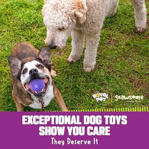 Gnawsome™ 3.5” Spiky Squeak & Light Ball Dog Toy – Medium, Cleans Teeth and Promotes Good Dental and Gum Health for Your Pet, Colors will vary, 3.5″ Gnawsome™ 3.5” Spiky Squeak & Light Ball Dog Toy – Medium, Cleans Teeth and Promotes Good Dental and Gum Health for Your Pet, Colors will vary, 3.5″