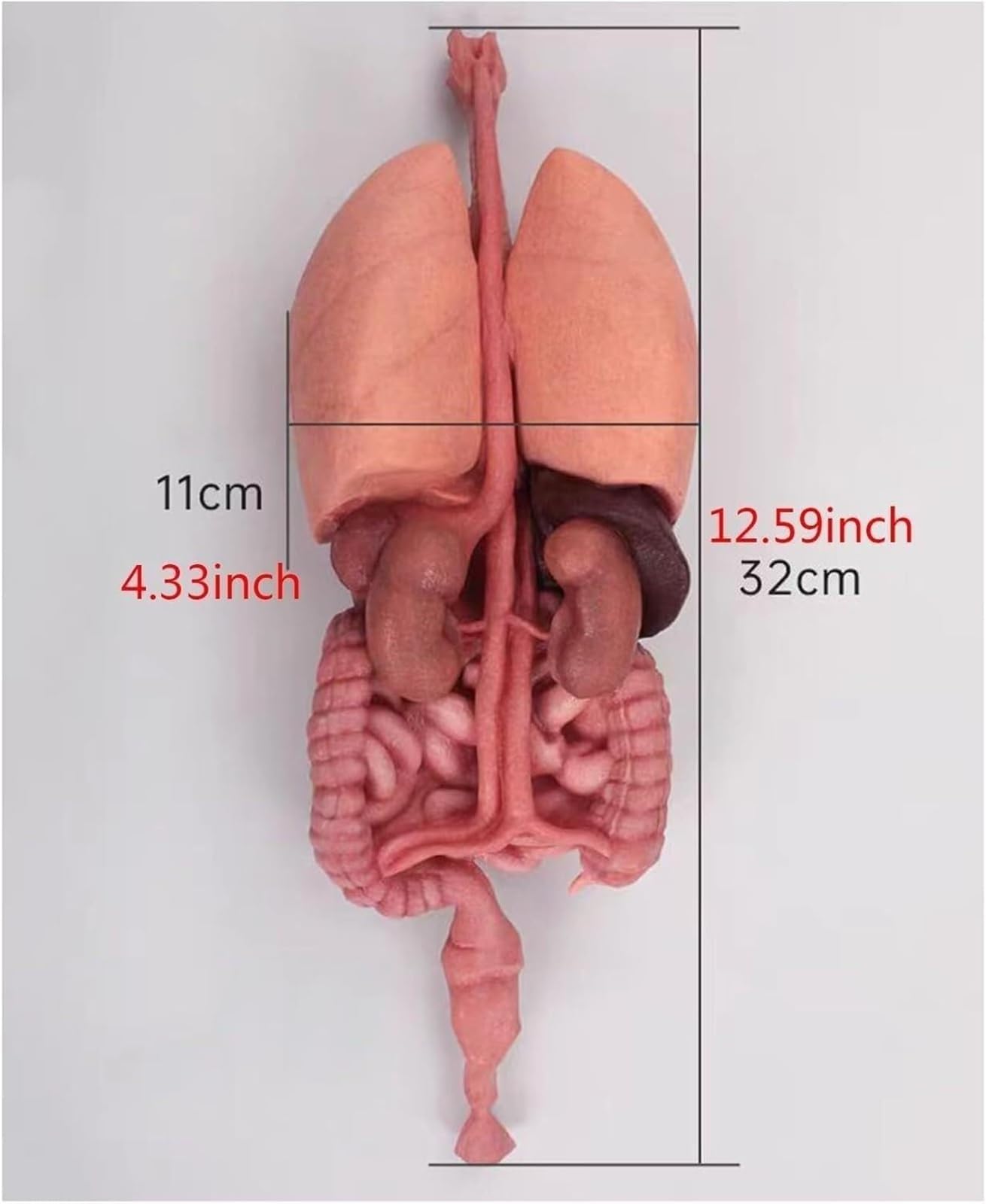 Zestaw do budowy anatomicznego modelu ludzkiego żołądka 3D z silikonu – edukacyjny model organu do użytku w placówkach opieki zdrowotnej, w tym w szkołach i wśród studentów