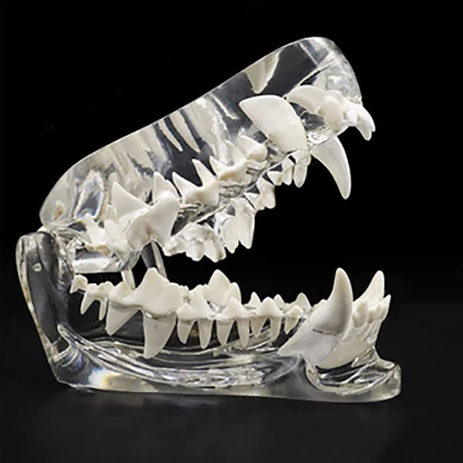 Anatomiemodelle, Modell Hundezahnmodell Eckzahnform Transparentes Eckzahnmodell