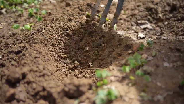 Cultivador manual mano acero madera 3 dientes miniatura 7