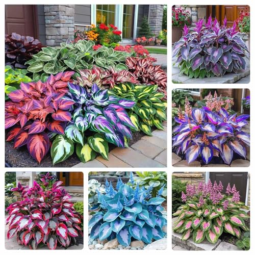 330+ Mixed Color Hosta Seeds for Planting - Shade-Tolerant Perennials, Dual Use for Ground Cover & Pots,...