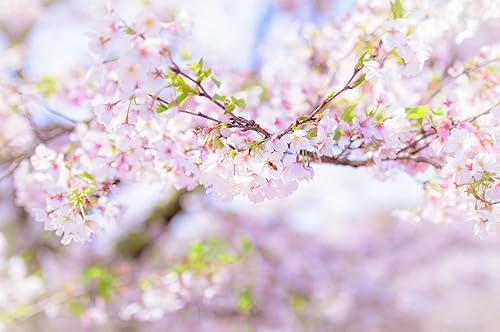 Miniatura 5 de Semillas de árbol bonsái 5 tipos semillas de glicina semillas de pino negro semillas de Sakura semillas de arce rojo semillas de árbol de Judas