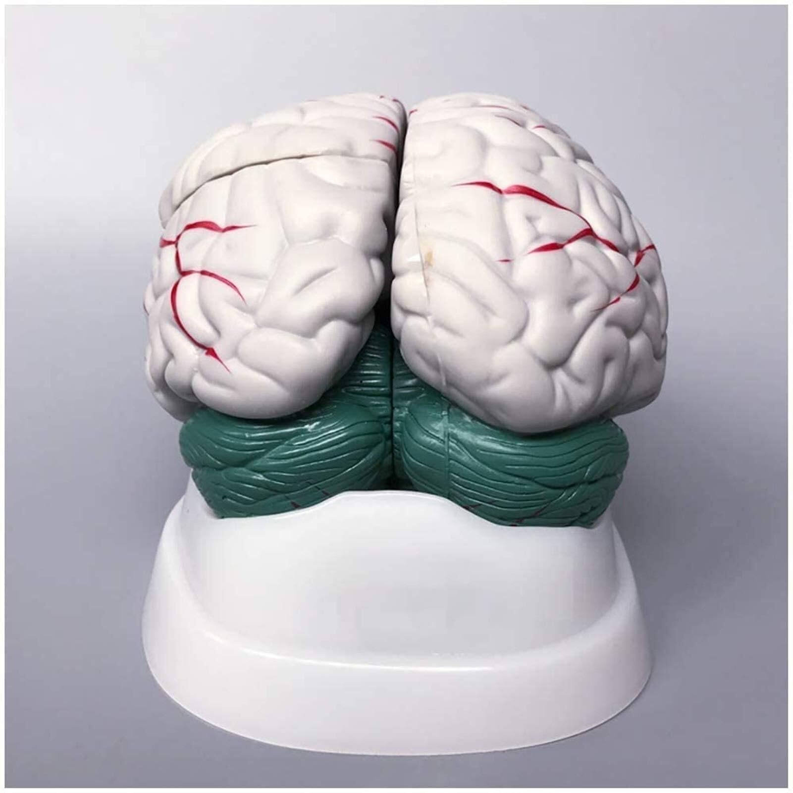 XINGLUOY Human brain anatomy model brainstem cerebellar cerebellum structure - human organ