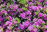 PlantaPro