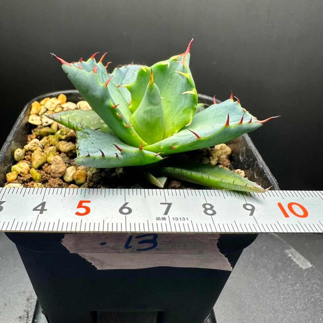 アガベ ⑬コンフェデレートローズ×チタノタ 多肉植物 観葉植物
