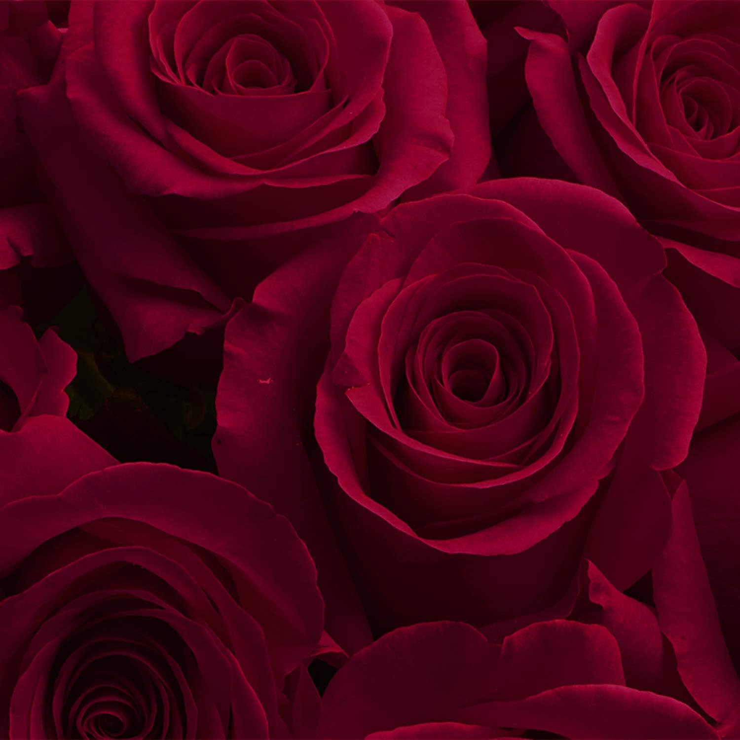 GlobalRose Fresh Cut 250 Burgundy Roses- Fresh Flowers- Beautiful Bright Blooms for Birthday