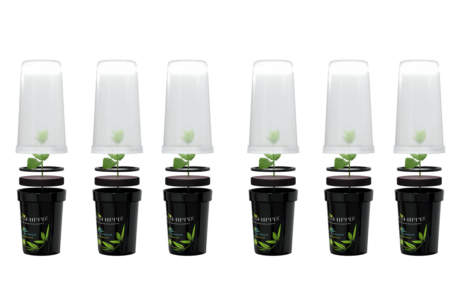 Plastic Shipping Container Young Live Plants LED Light | 6 Count