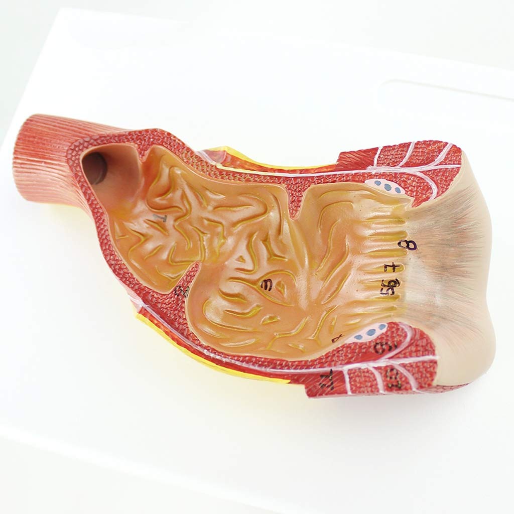 Sjdopulse Human Rectal Anal Canal Anatomical Model - Human Organ Anatomy Model - Medical Anatomical Rectal Anal Canal Model - Pvc Material Anorectal Model - For Study Display Teaching Medical Model
