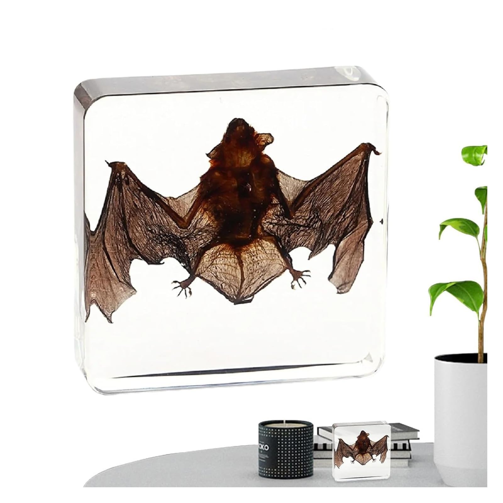 Vnook Résine De Taxidermie, Insecte en Résine Animal, Véritable Animal De Chauve-Souris, Échantillon Intégré Au Squelette, Taxidermie/Chauve-Souris