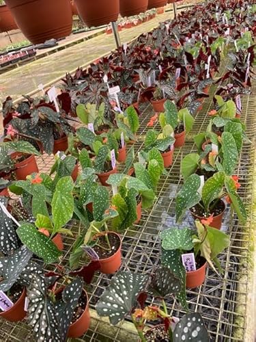 Harmony Foliage Angel Wing Hybrid in 4 inch pots 30-Pack