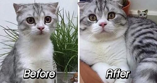 Miniatura 8 de X2 unidades (3.4 fl oz), multivitamínico esencial diario para gatos, vitaminas y minerales Omega3, ayuda a apoyar la salud, más grasa, digestión,