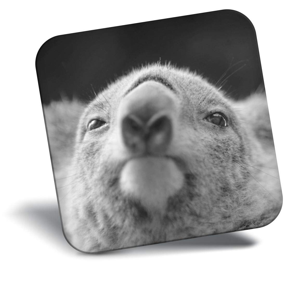Destination Vinyl Ltd Fridge Magnet Bw - Koala Bear Close Up Australia #43103