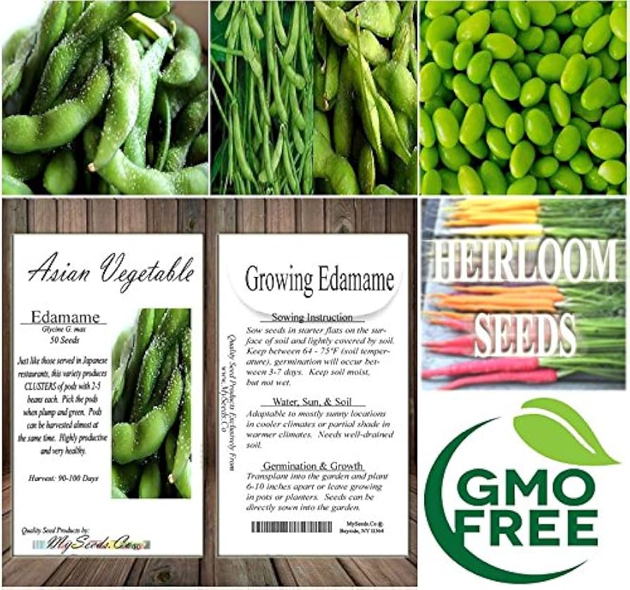 Amazon.com: 4 oz (500) x Japanese Edamame Seeds ~~ Soy Bean