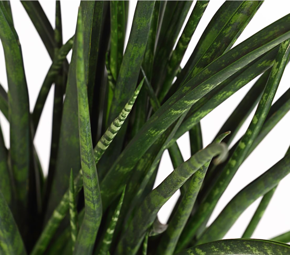 Dehner Bogenhanf Fernwood Punk, Sansevieria hybride, marmorierte  Blatttriebe, 50-60 cm inkl. Pflanztopf,  Topf 14 cm, Zimmerpflanze :  Amazon.de: Garten
