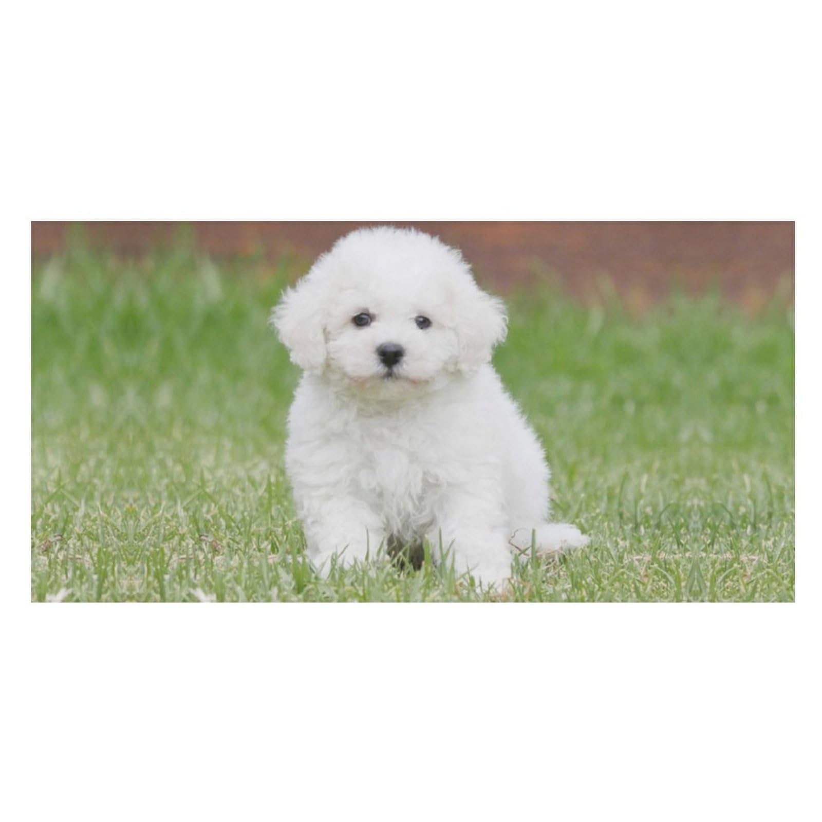 LWORZIIB Beach Towel, Bichon Frise Dog Bath Towel, Pool Towel Great for Gym Swimming 80 X 160cm